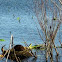 Muskrat