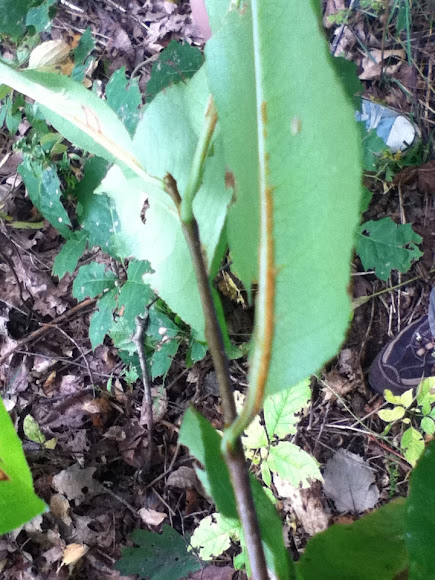 Spotting Image 1