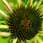 Purple Cone Flower