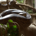 Burmese Python