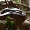Burmese Python