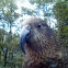 Kea (Nestor notabilis)