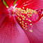 Scarlet Hibiscus