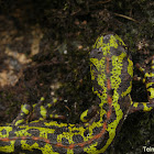Marbled newt