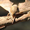 Virginia Creeper Sphinx