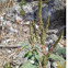 Amaranthus viridis (Bleo)