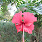 Chinese Hibiscus