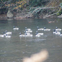 Canada Geese