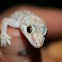 Mediterranean Gecko