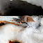 Common Shrew
