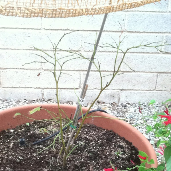 Dying(?) blueberry bush Project Noah