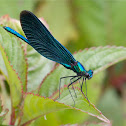 Beautiful Demoiselle