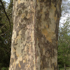 Sycamore Tree