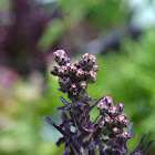 Red Salad Bowl lettuce