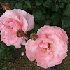 2 Pink Roses.jpg