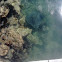 NZ eagle rays