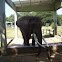 African Elephant.