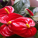 Anthurium