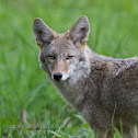 Coyote