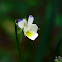 Wild Pansy, Fiołek trójbarwny