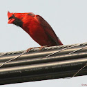 Northern cardinal