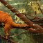 Golden Lion Tamarin