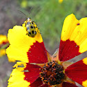 Spotted Cucumber Beetle