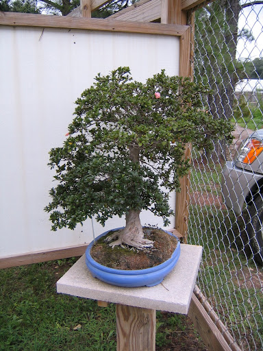 Check the sweeping trunk on this bonsai