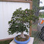 Check the sweeping trunk on this bonsai