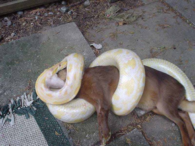 [Serpiente comiendo[2].jpg]