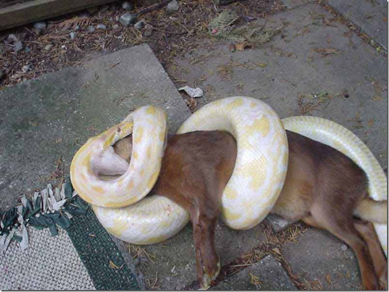 Serpiente comiendo
