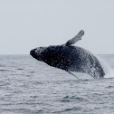 Humpback Whale