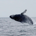 Humpback Whale