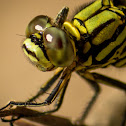 Green Marsh Hawk