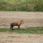 Dingo