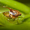Tube spittlebug