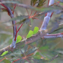 Green Leafhopper