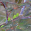 Green Leafhopper