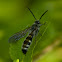 Scollid Wasp
