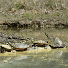 Yellow-bellied slider