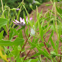Froghopper froth mass