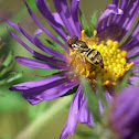 Hover fly