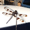 Twelve-spotted Skimmer
