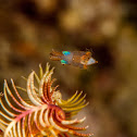 Bobtail Squid