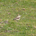 Northern wheatear