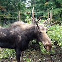 Moose