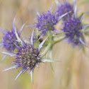 Eryngo