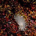 Frosted Nudibranch