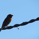 Scaly-breasted Munia