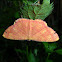 Geometrid Moth